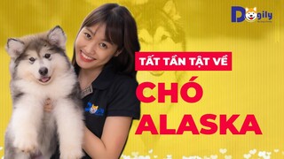 Chó Alaska giá bao nhiêu? Cách nhận biết Alaska thuần chủng? Mua chó Alaska thuần chủng ở đâu?