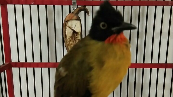 SUARA BURUNG : Kutilang Emas Gacor Dor Pancingan Jitu