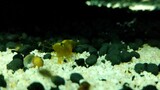 Yellow Dwarf Shrimp