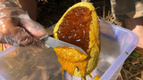 Encounter with a Swarm of Bees-Collect and Taste the Sweet Honey