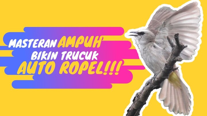 TRUCUKAN ROPEL PANJANG Suara Masteran Sebagai Pancingan Bikin Trucuk ROPEL GACOR