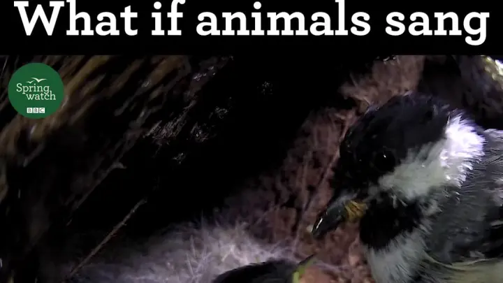What if animals sang like humans? HAHAHAHAHAHAH