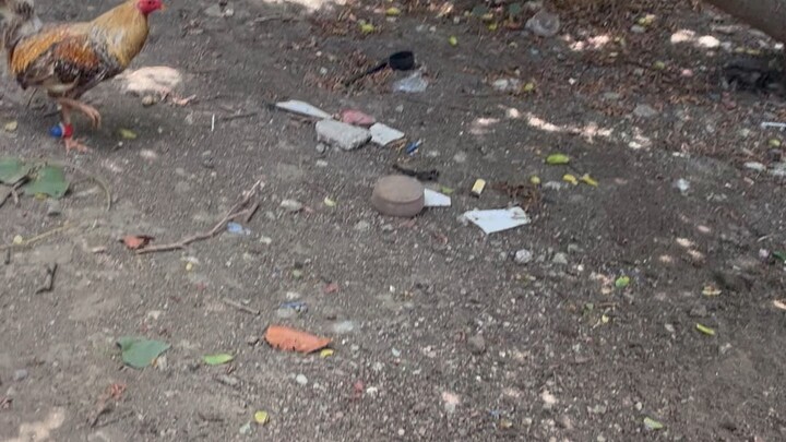 Sample spar ng panlaban natin sa darating na may 26 3cock derby