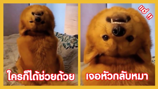 รวมคลิปตลกๆ : เห้ย…หมาหัวกลับ หัวกลับหมา!!