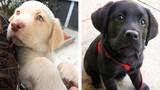Let's See What These Adorable Labrador Puppies Are Doing😍😘| Cute Puppies