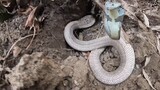 Đối Đầu Loài Rắn Hổ Mang Hung Dữ Tóm Gọn Cả Ổ rắn Trong Gốc Cây Mục | Săn Bắt Ẩm Thực Vùng Cao