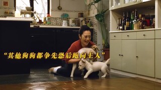 主人测试那条狗狗最适合当导盲犬，结果一群狗想她冲过来！一口气看完高分电影《导盲犬小Q》