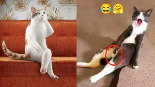 Funniest Dogs And Cats - Best Of The 2022 Funny Animal Videos #15