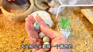 每天在阳台飘窗上捡鸡蛋吃！这样的日子什么时候是个头呀！