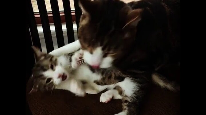 Video Lucu Hewan Kucing Cara Membujuk Anak Kitty agar mau mandi
