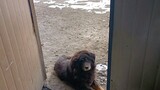 Mastiff Tibet yang tersesat, menunggu di depan pintu setiap aku masak