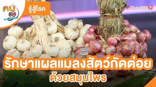 รักษาแผลแมลงสัตว์กัดต่อย ด้วยสมุนไพร | รู้สู้โรค | คนสู้โรค