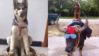 Thú Cưng Đại Ngáo Husky | Tik Tok Chó Mèo Hài Hước | Funny & Cute Dog And Cat | Try Not To Laugh