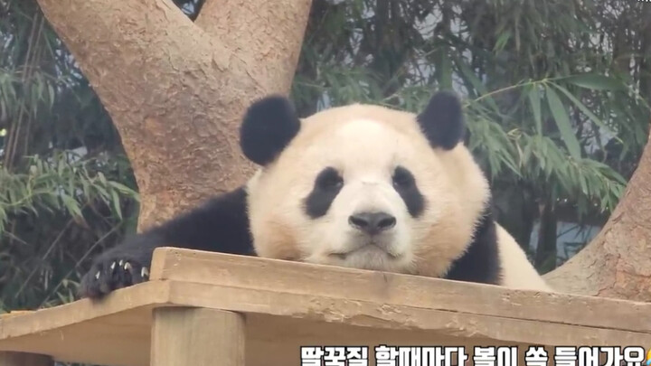 [Animal] [Panda Fu Bao] Waiting