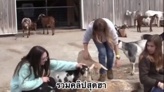 รวมคลิปสุดฮา4