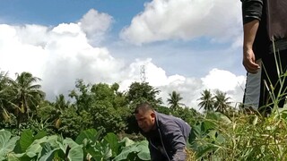 catching tilapia on fish pond