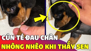 Bé cún nghịch ngợm bị té đau chân rồi 'NHÕNG NHẼO' khi thấy Sen quan tâm mình 😅 | Gâu Đần