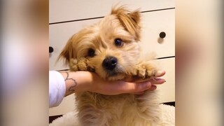 Ăn gì mà cute quá vậy??? | MYPET