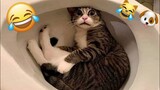 🤣 Videos Graciosos y Cortos de Animales 🐶😺 Recopilación de los Mejores Videos de Gatos y Perros