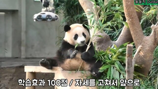 大熊猫福宝 你的动作怎么跟你那个素未谋面的爹一模一样呢 220130