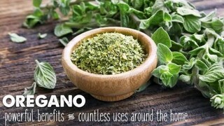 BENEPISYO NG HALAMANG OREGANO SA KALUSUGAN | HALAMANG GAMOT | Tenrou21