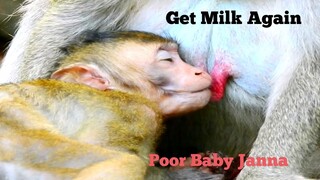 POOR BABY JANNA VERY THANKFUL MAMA JANE LET BABY GET MILK​ ​AGAIN, POOR MONKEY JANNA