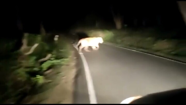 Harimau Nyebrang Bikin Merinding!!!