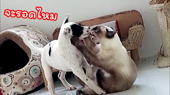 ปล่อยให้เล่นด้วยกันแต่เช้าเลย