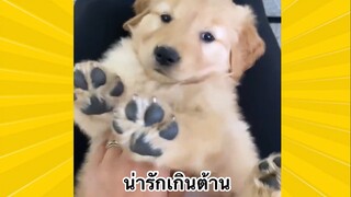 เพื่อนขนปุย : น่ารักเกินต้าน