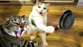 Funny Animal Videos 2022 😂 - Funniest Cats And Dogs Video 😺😍