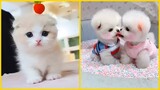 Thư giãn Cùng Boss Cưng Đáng Yêu Cute Không Chịu Nổi P(4) 🐱🐶 Funny Dog & Cat Videos Compilation