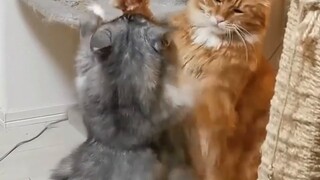 I never thought Maine Coon cats would fight like this.