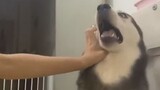 Don't howl, bro