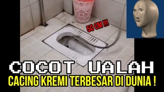 50 CM, CACING KREMI TERBESAR DI DUNIA ❗❗| CHOCHOT UALAH 105