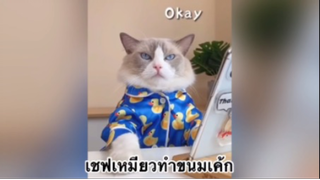 เพื่อนตัวน้อย สัตว์เลี้ยงแสนซน : เชฟเหมียวทำขนมเค้ก