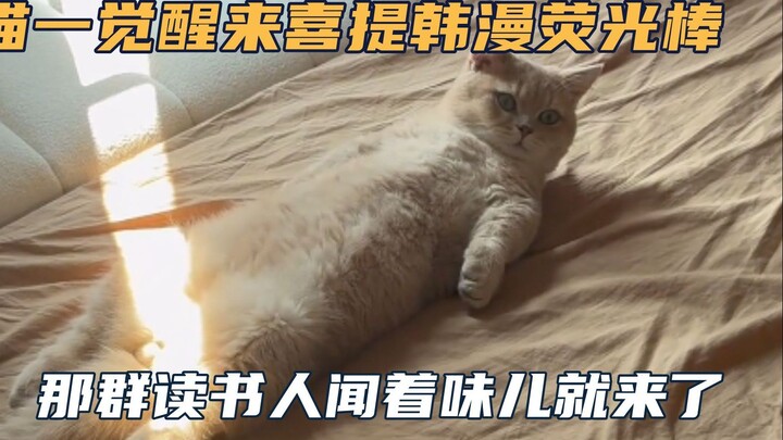 【一柱擎天】小猫一觉醒来喜提韩漫荧光棒