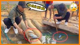 Bàn Giao Hết Máy Móc Cho Đội Nông Nghiệp - Nuôi Cá Tại Mương Của Quang Linh Farm Có Vẻ Không Dễ Dàng
