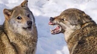 [Satwa] [Liar] Aku, serigala yang anggun! Mendadak menjadi sebodoh Husky