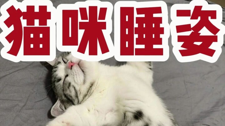 猫咪睡姿解析，你家猫是哪种？