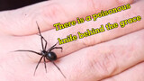 The deadliest spider in the US-Black widow