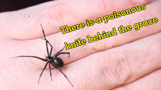 The deadliest spider in the US-Black widow