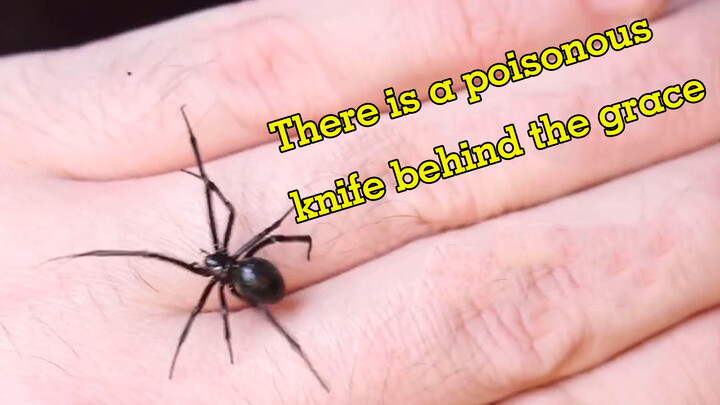 Con nhện nguy hiểm nhất Hoa Kỳ!