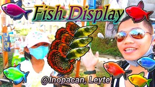 Fish Display Every Sunday