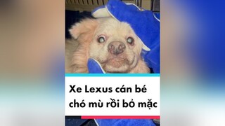 Em bé mù bị xe Lexus đụng ngay trước khu mình ở joydogmom dog trieuview chomeo xuhuong clipynghia clipbuon dogonwheels yeuchomeo mu blind blinddog cuuho chomeo lexus tainan xesang bad