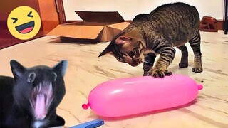 Funniest Cats And Dogs Videos 😁 - Best Funny Animal Videos 2024 🥰#11