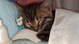 Kucing Kecil Tidur di Ranjang yang Dibuat Khusus Untuknya