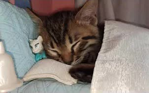 Kitty sleeping on a custom-made bed