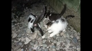 Three Kittens With Tuxedo