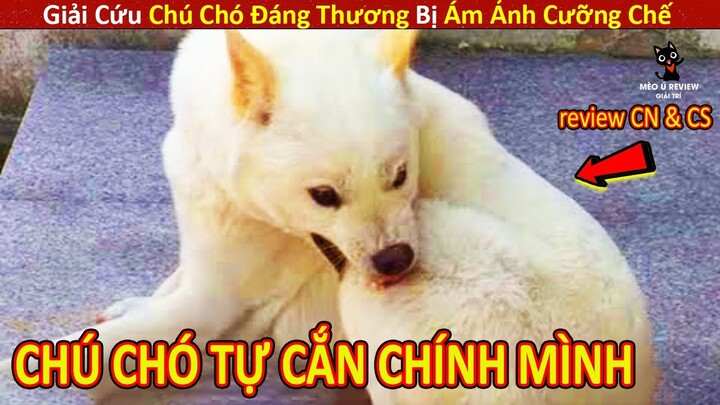 Mèo Mập Review Giải Cứu Chú Chó Đáng Thương Bị Ám Ảnh Cưỡng Chế || Review Con Người Và Cuộc Sống