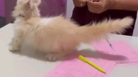 kucing yg ngamuk wkwk #nyolong